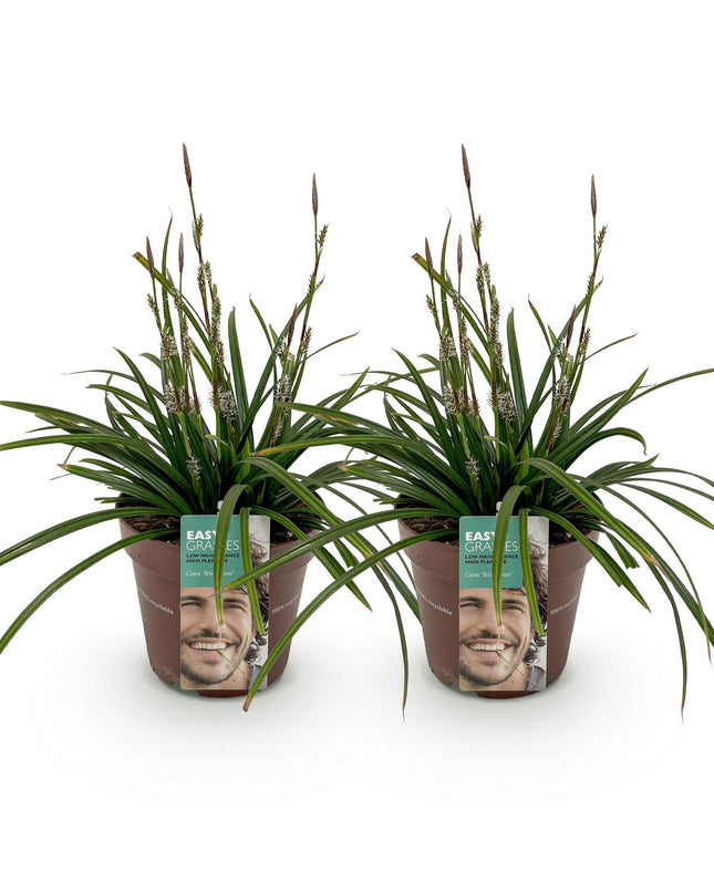 Siergrassen -  Carex morrowii Irish Green - Groen & Geel - 2 Planten - Bladhoudend - Weinig Onderhoud - Pot 17cm Hoogte 50cm
