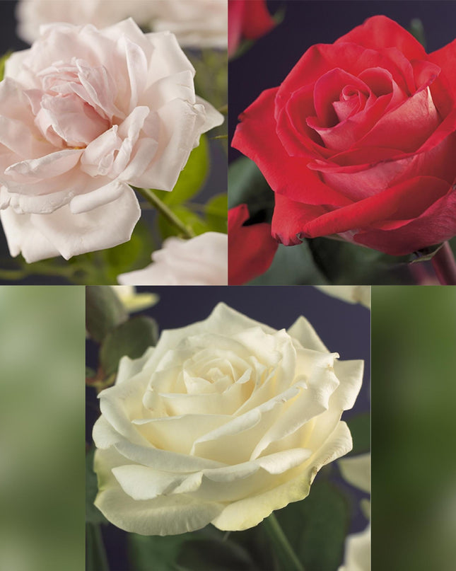 Klimroos Rosa Tricolour - 3 planten - Bloemen Roze Wit Rood - Weinig onderhoud - Pot 11cm Hoogte 40cm