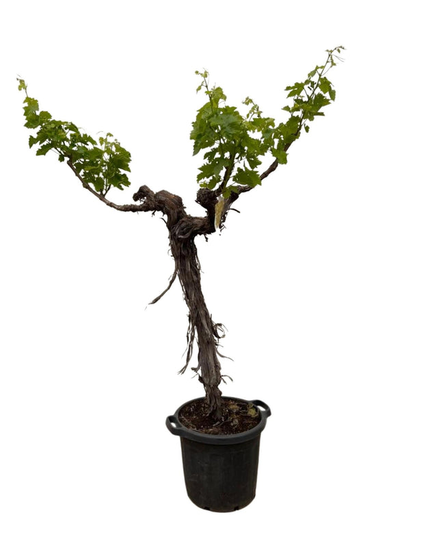 Druivenboom (Vitis Vinifera) stam vertakt - 220cm - ø55