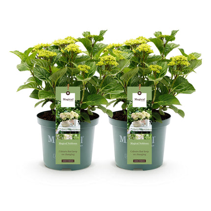 Hortensia Wit - Hydrangea Magical Nobless - 2 Planten - Pot 23cm Hoogte 55cm
