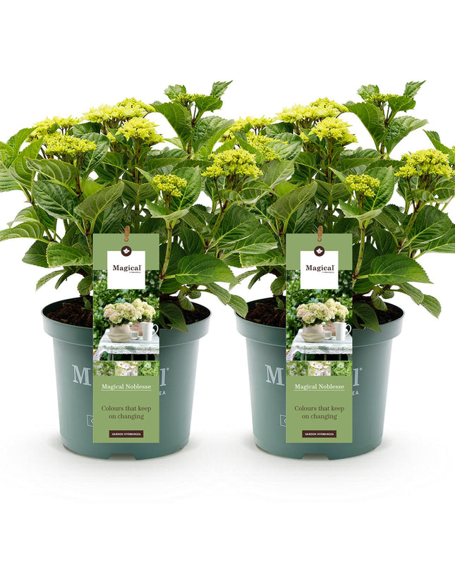 Hortensia Wit - Hydrangea Magical Nobless - 2 Planten - Pot 23cm Hoogte 55cm