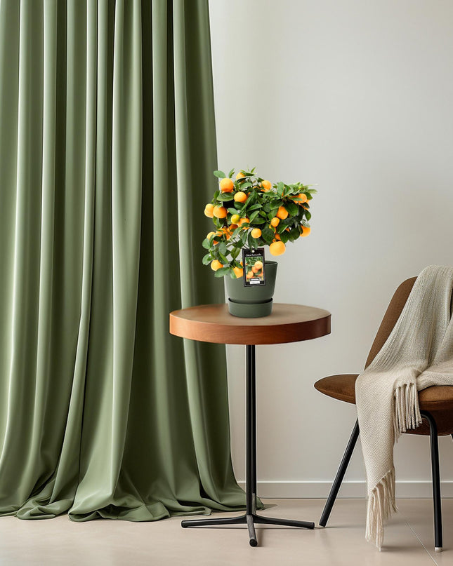 Citrus Calamondin - Ø15cm - ↕40cm