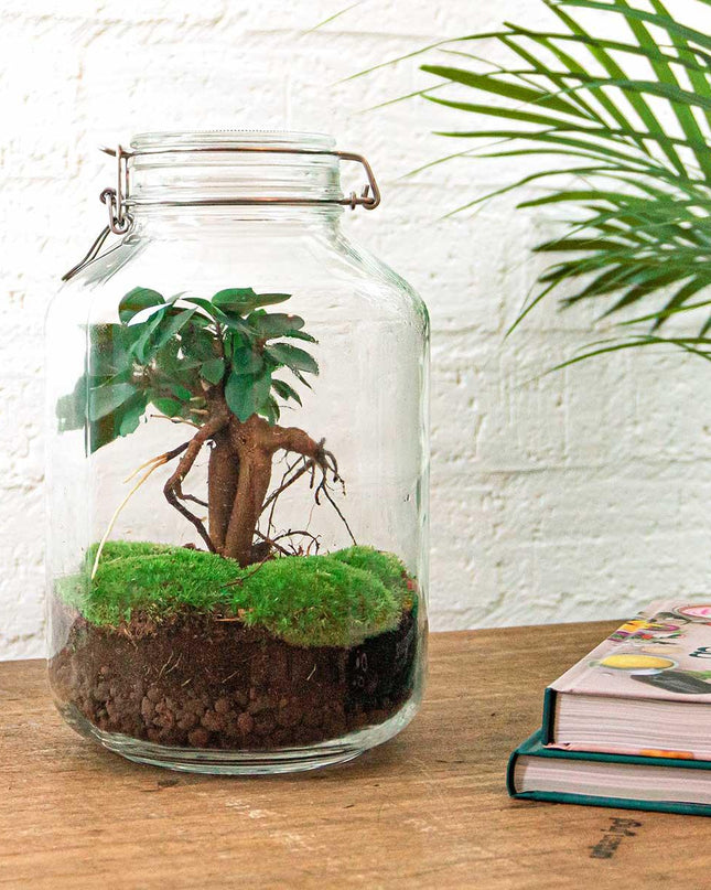 DIY terrarium - Jar - Ficus Ginseng bonsai - ↕ 28 cm - Normal