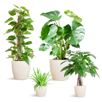 Plantenbox Easy care - 4 planten - incl. vibers pot wit