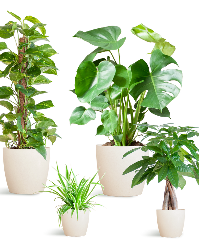 Plantenbox Easy care - 4 planten - incl. vibers pot wit