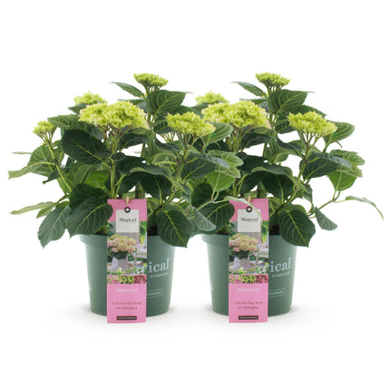 Hortensia -Roze  Hydrangea Magical Jewel Pink  - 2 Planten - Pot 23cm Hoogte 55cm