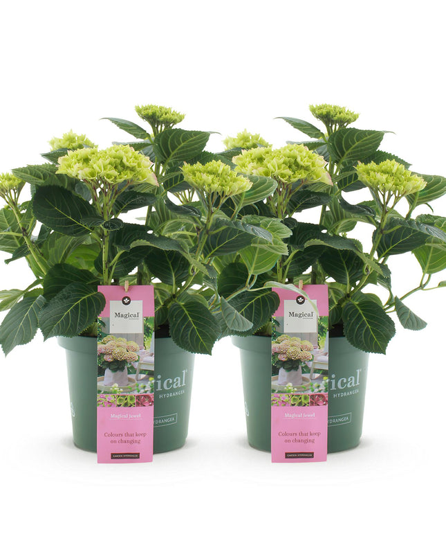 Hortensia -Roze  Hydrangea Magical Jewel Pink  - 2 Planten - Pot 23cm Hoogte 55cm