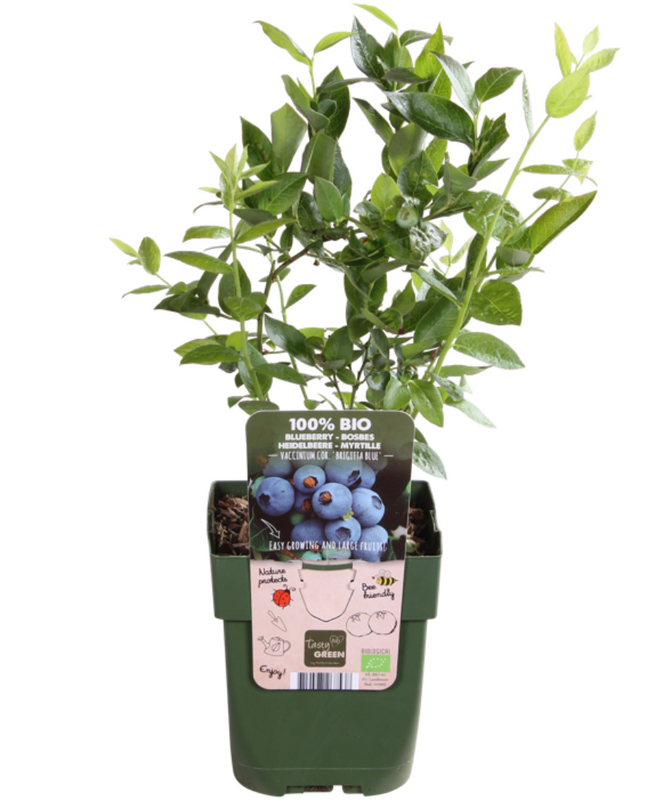 Mix di piante da frutto BIO 5 pezzi - Lampone/ Ribes/ Mirtillo/ Uva/ Mora