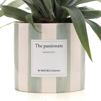 Ananas Rosita Gift "The Passionate" met wenskaart! - Ø12cm - ↕35cm