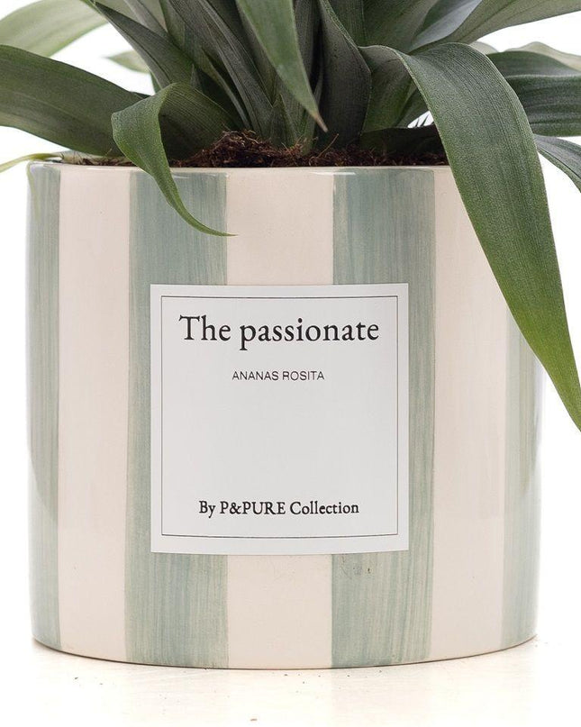 Ananas Rosita Gift "The Passionate" met wenskaart! - Ø12cm - ↕35cm
