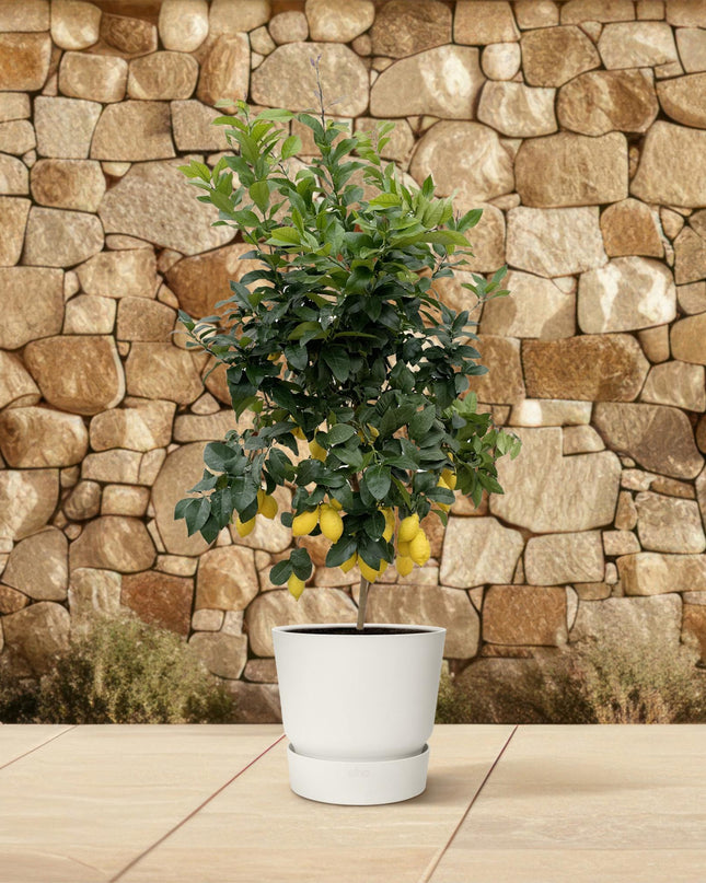 Citrus Lemon - 200cm - ø40