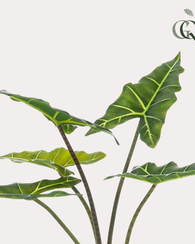 Kunstplant - Alocasia Frydek - Olifantsoor - ↕ 80 cm