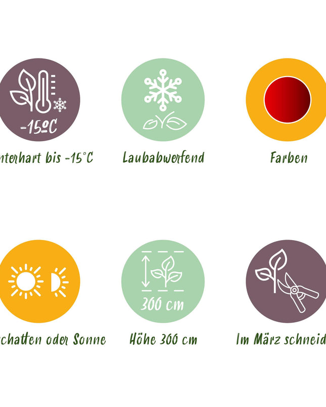 Acero giapponese - Acer palmatum Sumi-nagashi - Rosso - 2 pezzi - Vaso 19 cm Altezza 70 cm