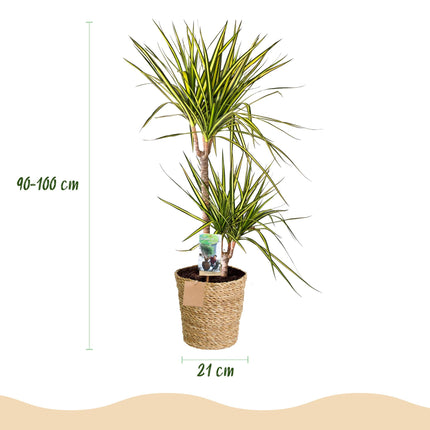 Dracaena Sunray - Albero del Sangue di Drago + cesta - Vaso 21cm - Altezza 90-100cm