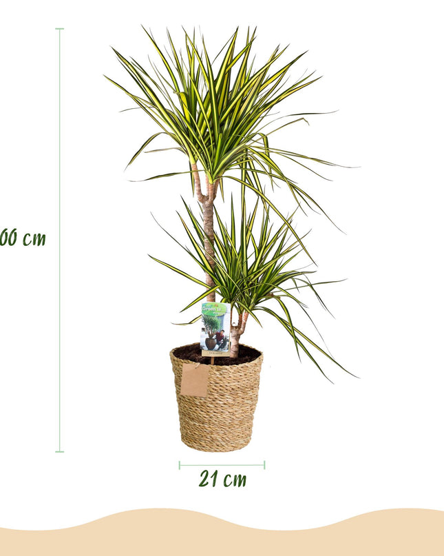 Dracaena Sunray - Albero del Sangue di Drago + cesta - Vaso 21cm - Altezza 90-100cm