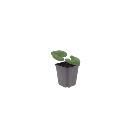 24x Asarum europaeum - ↕10-25cm - Ø9cm