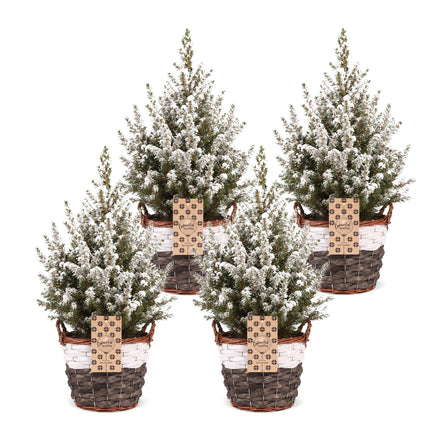 4x Kerstboom Picea glauca Conica - Kegelspar - incl. mand - Ø17cm - ↕65cm