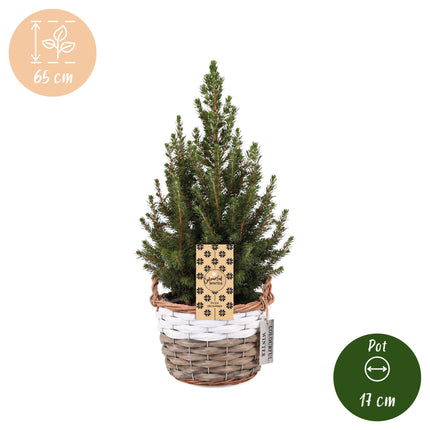 4x Kerstboom Picea glauca Conica - Kegelspar -  incl. mand - Ø17cm - ↕65cm