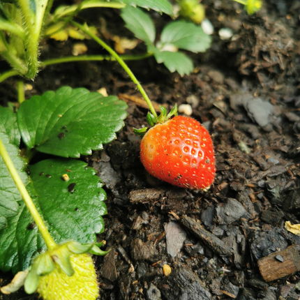 Erdbeeren 6er Pack (Fragaria) 100% biologisch 12x