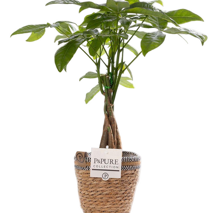 Pachira Aquatica incl. P&PURE Basket- Ø12cm - ↕45cm