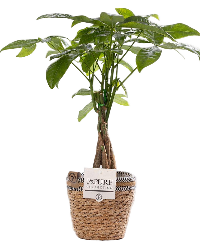 Pachira Aquatica incl. P&PURE Basket- Ø12cm - ↕45cm