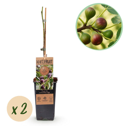 Vijgenboom - 2 planten - Ficus caria Little mis Figgy - Rode Vrucht - Pot 15cm Hoogte 50cm