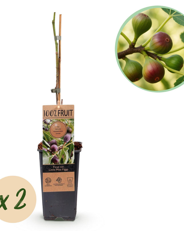 Vijgenboom - 2 planten - Ficus caria Little mis Figgy - Rode Vrucht - Pot 15cm Hoogte 50cm