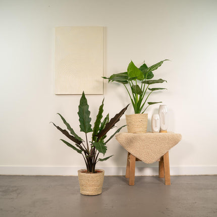 Alocasia Cucullata - Ø19cm - ↕60cm + Alocasia Lauterbachiana - Ø19cm - ↕75cm + Mand Selin - 2 planten