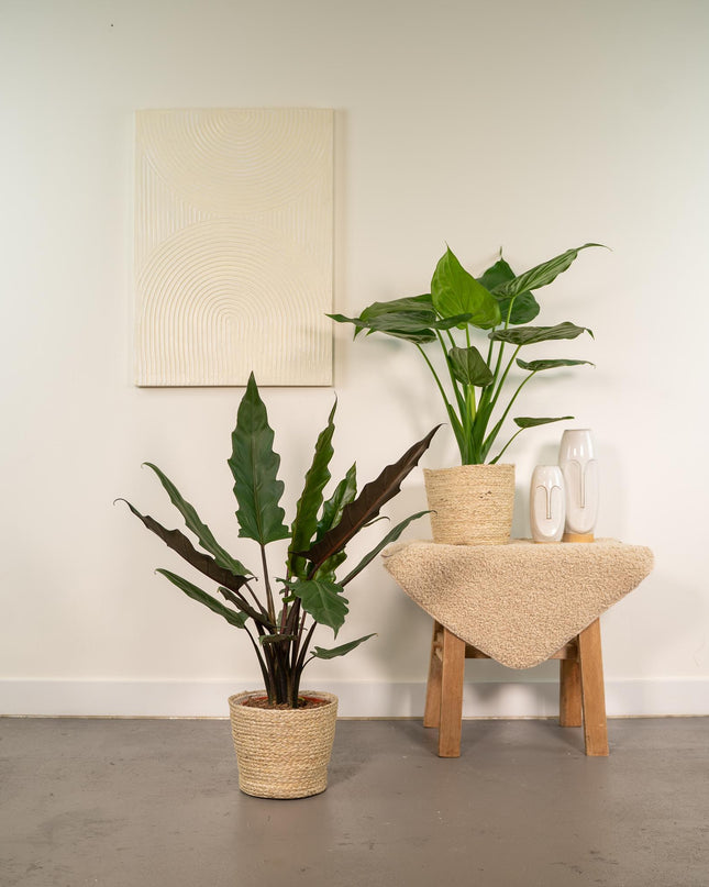 Alocasia Cucullata - Ø19cm - ↕60cm + Alocasia Lauterbachiana - Ø19cm - ↕75cm + Mand Selin - 2 planten