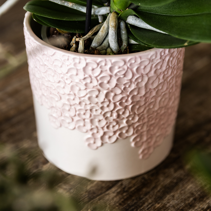 Set de regalo de orquídea Antwerp rosa - incluye caja de regalo, orquídea y maceta decorativa - Ø9cm
