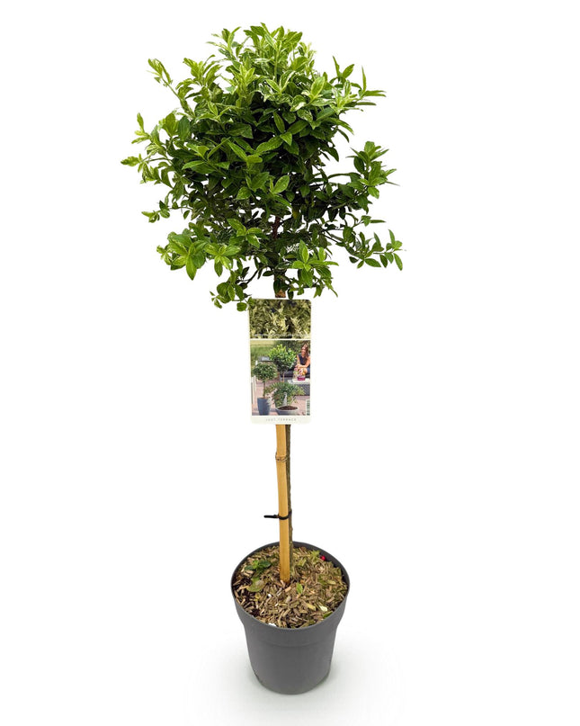 Euonymus fortunei Harlequin - Sempreverde - Resistente al freddo - Foglia verde-bianca - Vaso 19 cm Altezza 90 cm