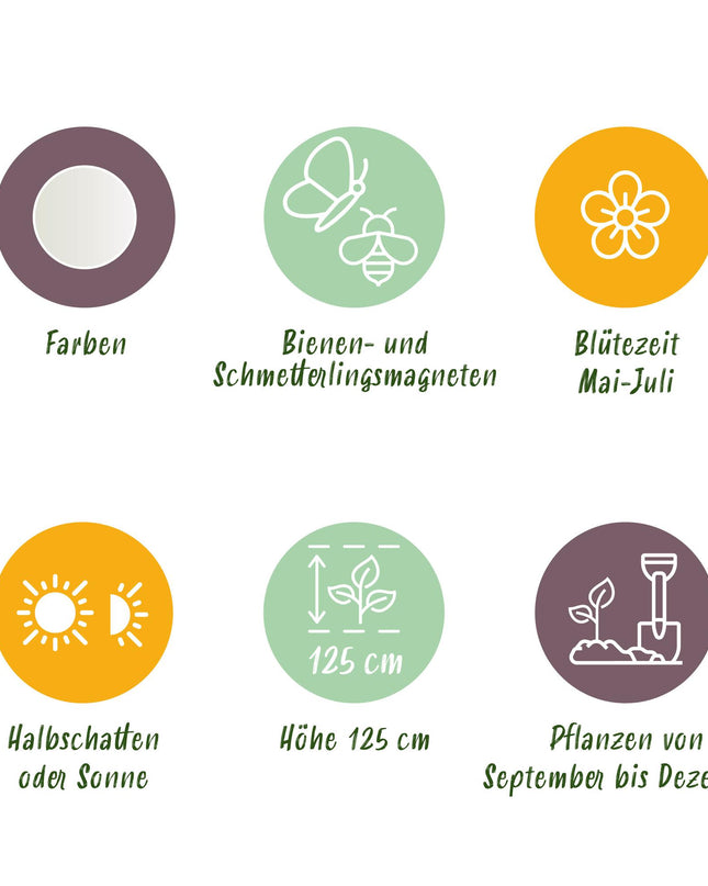 Bloembollen - Allium Mount Everest - Kleur Wit - 3 stuks - Bolmaat 16/18 - XXL Pack