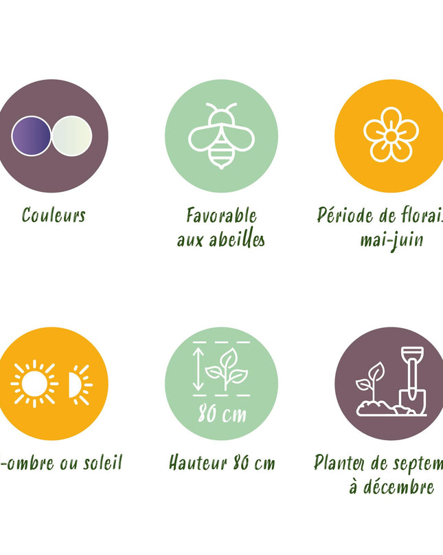 Bloembollen - Camassia Leichtlinii Mix - Kleur Paars en Wit - 5 stuks - Bolmaat 12/14 - XXL Pack