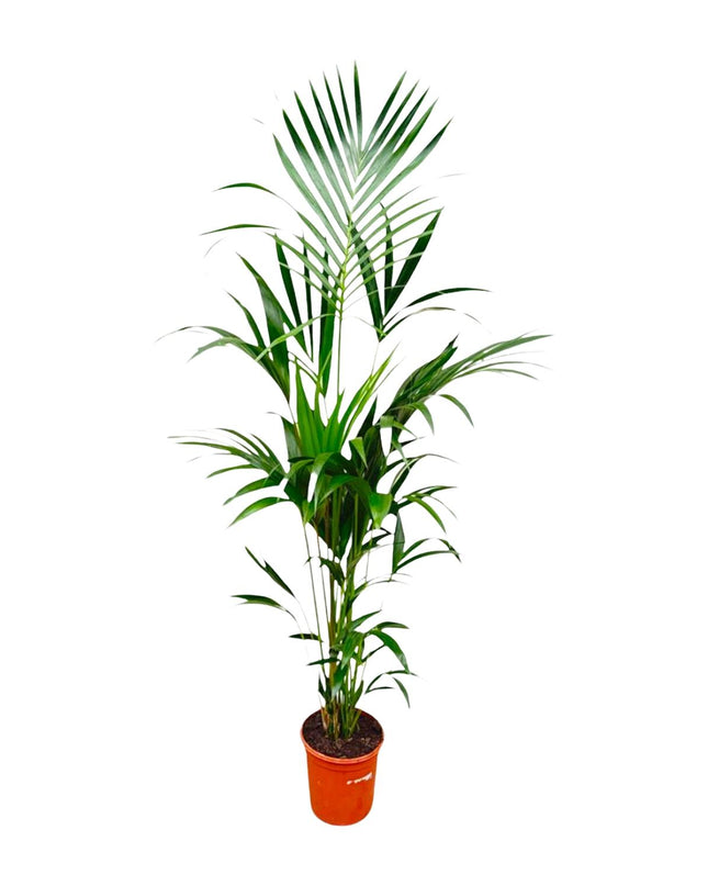 Kentia palm - 180cm - ⌀21 -24