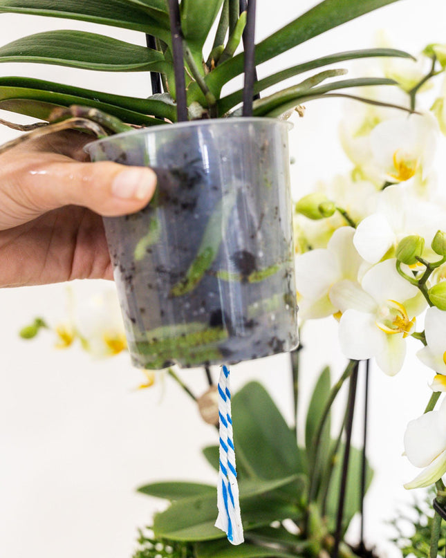 Kolibri Orchids | witte plantenset in Reed Basket incl. waterreservoir | drie witte orchideeën Lausanne 9cm en drie groene planten | Jungle Bouquet wit met zelfvoorzienend waterreservoir
