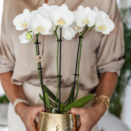Kolibri Orchids | witte Phalaenopsis orchidee – Amabilis + Elite pot gold – potmaat Ø9cm – 40cm hoog | bloeiende kamerplant in bloempot - vers van de kweker