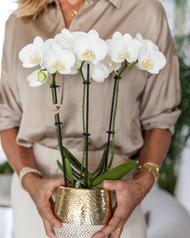 Kolibri Orchids | witte Phalaenopsis orchidee – Amabilis + Elite pot gold – potmaat Ø9cm – 40cm hoog | bloeiende kamerplant in bloempot - vers van de kweker
