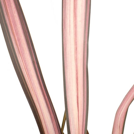 Phormium 'Pink Flamingo' - Ø14cm - ↕50cm