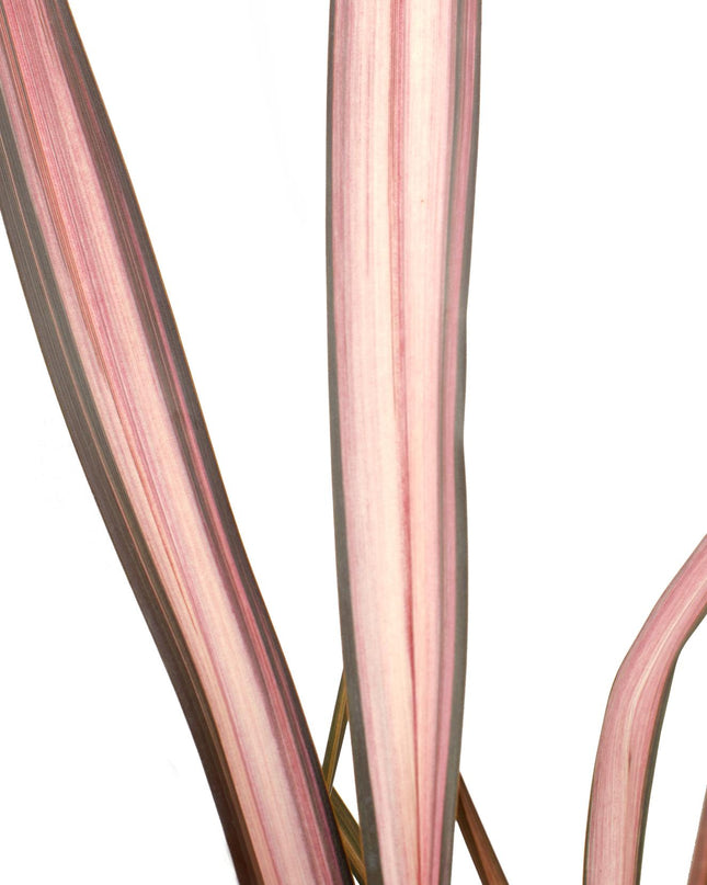 Phormium 'Pink Flamingo' - Ø14cm - ↕50cm