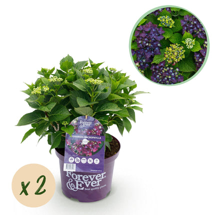 Hortensia Paars - Hydrangea Forever & Ever  - 2 Planten - Pot 23cm Hoogte 55cm