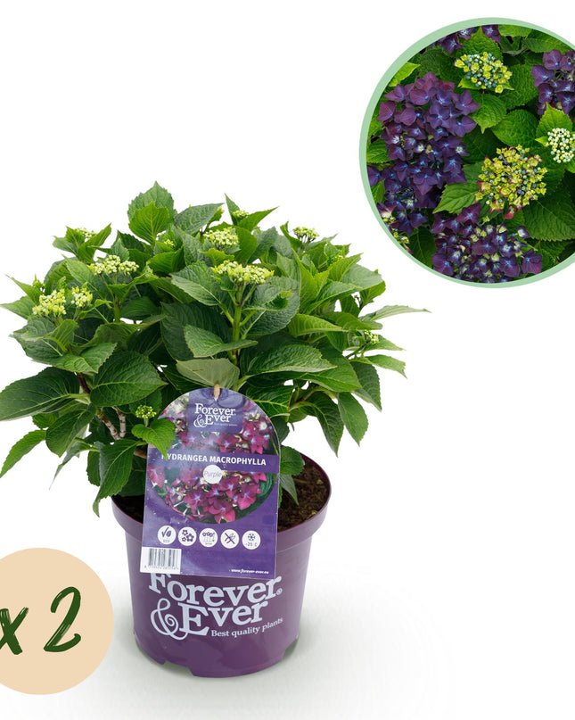 Hortensia morada - Hydrangea Forever & Ever - 2 plantas - Maceta de 23 cm - Altura 55 cm
