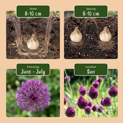 800x Allium Sphaerocephalon - Ajo de cabeza redonda - Morado - Floración estival - Tamaño del bulbo 5/6