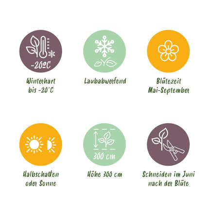 Klimplant - 4 planten - Clematis Rainbow - Bloem Roze Wit Paars Rood - Weinig onderhoud - Pot 11cm Hoogte 40cm