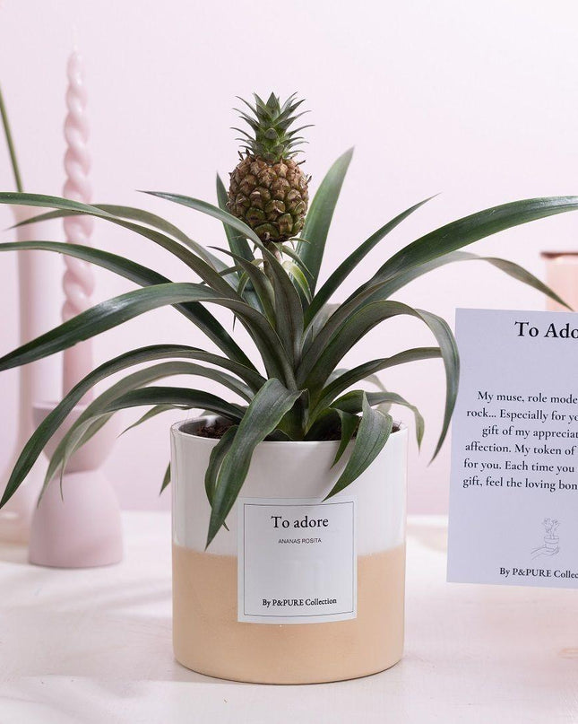 Ananas Rosita Gift "To Adore" met wenskaart - Ø12cm - ↕35cm