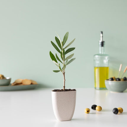 Mini Olijfboom - Brievenbuscadeau