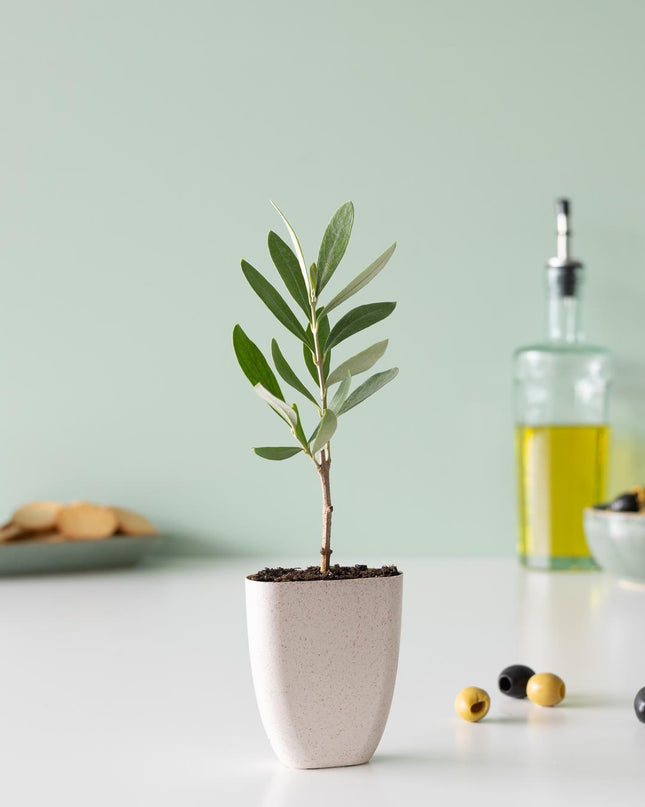 Mini Olijfboom - Brievenbuscadeau