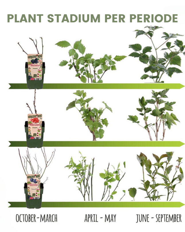 Set di alberi da frutto BIO da 4 - Mela, Pera, Ciliegia e Prugna - 4 x Ø 20 cm - ↨ 60 cm