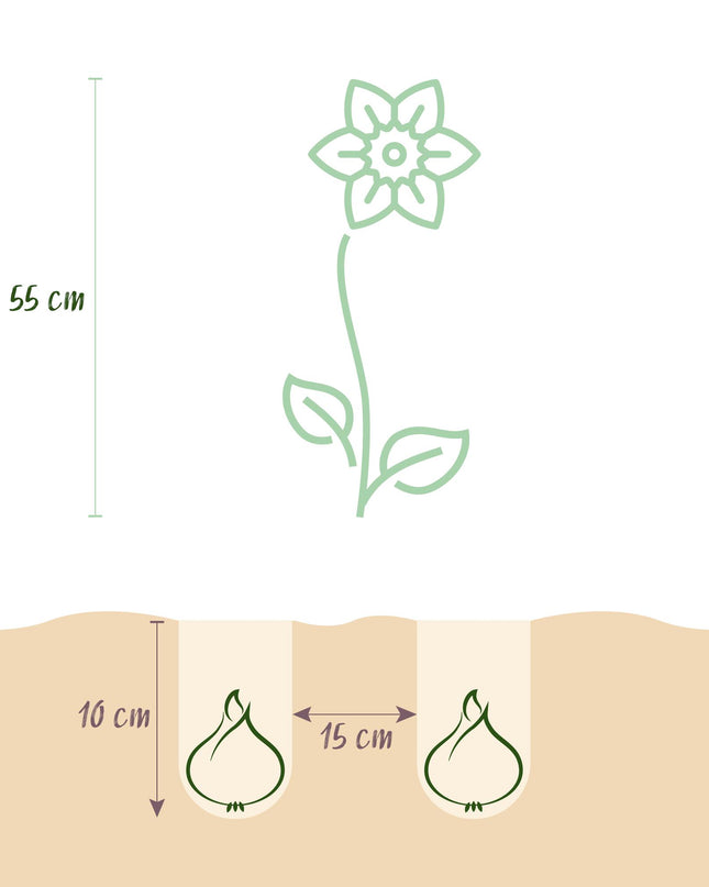 Bloembollen - Tulp Darwin Hybride Mix - Diversen Kleuren - 40 stuks - Bolmaat 10/12