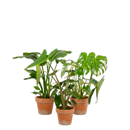 Monstera Deliciosa - Ø21cm - ↕75cm + Alocasia Zebrina - Ø19cm - ↕75cm + Strelitzia Nicolai - Ø19cm - ↕85cm - 3 planten