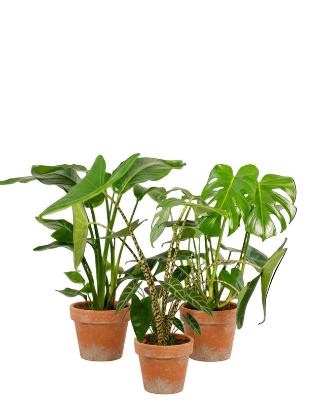 Monstera Deliciosa - Ø21cm - ↕75cm + Alocasia Zebrina - Ø19cm - ↕75cm + Strelitzia Nicolai - Ø19cm - ↕85cm - 3 planten